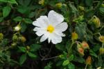 Czystek, Cistus salvifolius