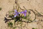 Gynandriris sisyrynchium, z rodziny kosaćcowatych