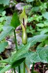 Obrazki, Arum hygrofilum