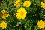Złocień wieńcowy, Glebionis coronaria