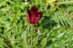 Tulipan cypryjski, Tulipa cypria, endemit