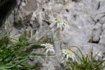 Szarotki (Leontopodium alpinum).