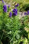 Tojad (Aconitum napellus?)