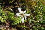 Szarotka, Leontopodium alpinum.