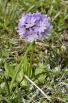 Pierwiosnek, Primula algida
