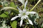 Pancratium, narcyz morski