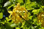 Żółty, pachnący różanecznik, Rhododenron luteum