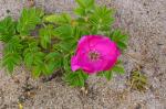 Róża pomarszczona (Rosa rugosa), gatunek inwazyjny, pochodzi ze wsch. Azji.