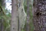 Porost z rodzaju brodaczka (Usnea)