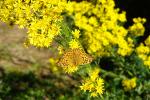 Motyl perłowiec (Argynorome paphia?) na kwiecie starca Jakubka (ew. wąskolistnego)