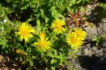 Oman wierzbolistny (?) (Inula salicina)