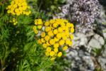Wrotycz pospolity (Tanacetum vulgare)