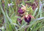 Ophrys sphegodes ?