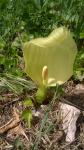 Arum italicum