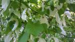 Zagrzeb_ogród botaniczny_drzewo chusteczkowe