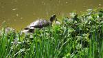 Zagrzeb_ogród botaniczny