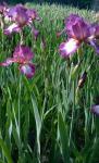 Zagrzeb_ogród botaniczny