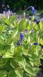 Zagrzeb_ogród botaniczny