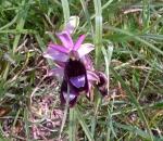 Ophrys