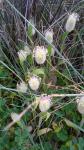 Lagurus ovatus
