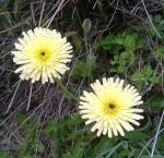 Urospermum delechampii