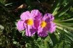 Czystek - Cistus sp. (albidus?)