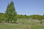 Plesziwska Planina