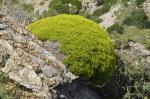 Kolczasta roślinność frygany, wilczomlecz, Euphorbia acanthothamnos