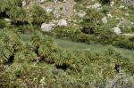 Zregenerowany po pożarze las palmowy nad Megalopotamos