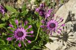 Osteospermum czyli stokrotka afrykańska /odmiana ogrodowa/