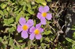 Czystek, Cistus incanus ssp. creticus