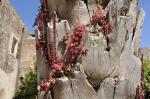Uschni臋te drzewo, w kt贸rym tkwi turecka kula, ro艣nie Umbilicus rupestris