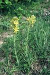 Asphodeline lutea