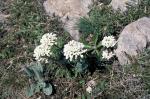Ubiorek Iberis sp.