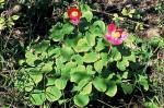 Piwonia krymska Paeonia taurica