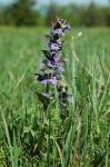 Dąbrówka rozłogowa (Ajuga reptans), łąka pod szczytem Strażowa