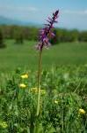 Storczyk męski (Orchis mascula), pod Strażowem