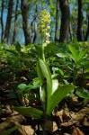 Storczyk blady (Orchis pallens)