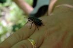 Olbrzym wśród ryjkowców - rozpucz Liparis glabrirostris