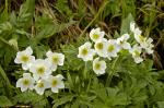 Zawilec narcyzowy Anemone narcissiflora