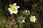 Sasanka alpejska, Pulsatilla alpina