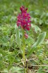 Storczyk - stoplamek bzowy (Dactylorhiza sambucina) forma czerwona