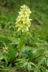 Storczyk - stoplamek bzowy (Dactylorhiza sambucina) forma żółta