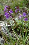 Czyścica alpejska (Acinos alpinus)