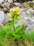 Goryczka kropkowana (Gentiana punctata)