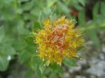 Różeniec górski (Rhodiola rosea)