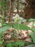 Gruszycznik jednokwiatowy (Moneses uniflora)