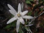 Szarotka alpejska (Leontopodium alpinum)