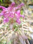 Gnidosz okółkowy (Pedicularis verticillata)