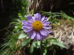 Aster alpejski (Aster alpinus)